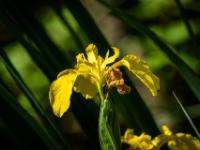 Schwertlilie oder Iris gelb